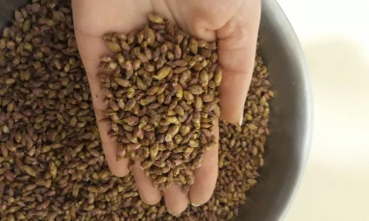 Продам бруньку чорної смородини - фото № 1