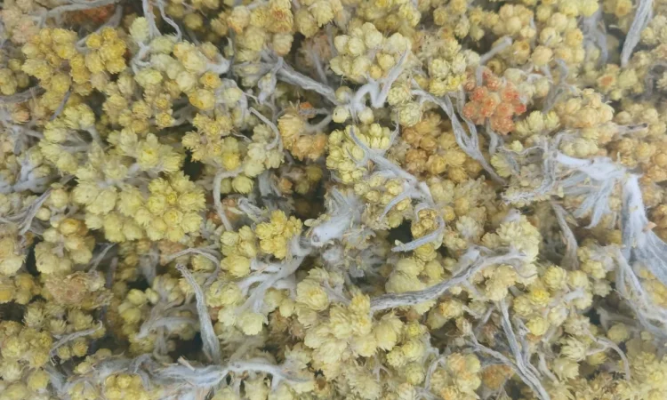 Безсмертник - фото № 1