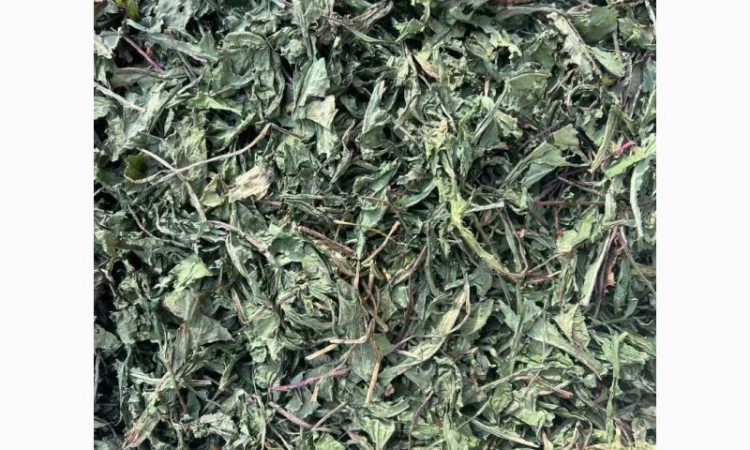 Куплю сухе листя кульбаби - фото № 1