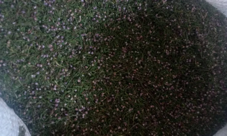 Куплю верес - фото № 1