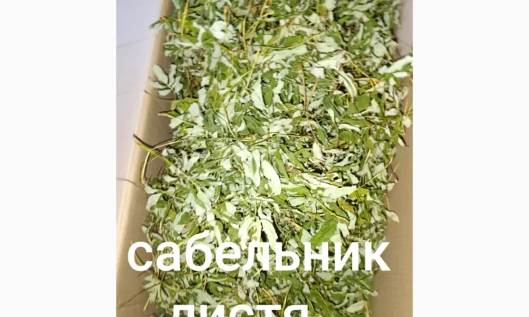 Сабельник листя - фото № 1