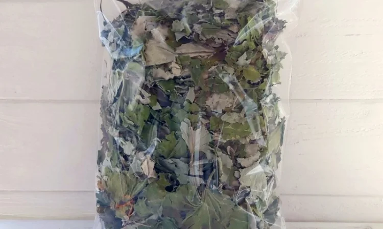 Мати й мачуха листя сушене - фото № 2