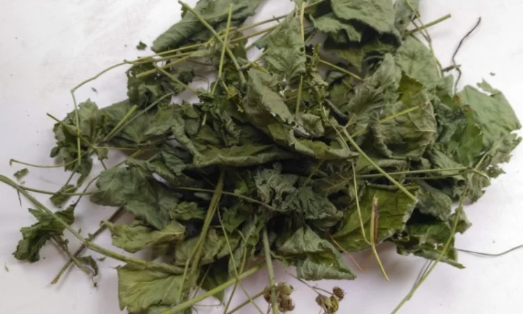 Закупаемо сушені лікарські трави дрібним оптом - фото № 3