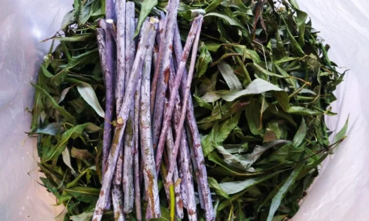 Закупаемо сушені лікарські трави дрібним оптом - фото № 1