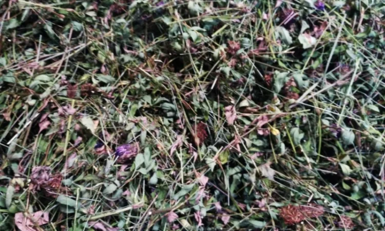 Закупаемо сушені лікарські трави дрібним оптом - фото № 2