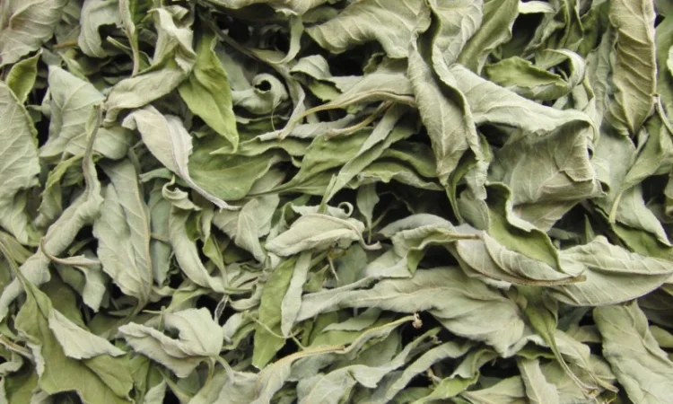 Топінамбур листя сушене - фото № 1