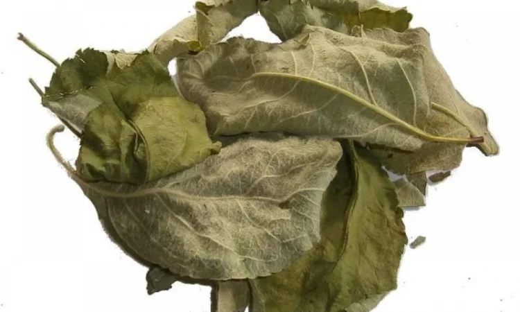 Куплю яблуня листя сушене - фото № 1