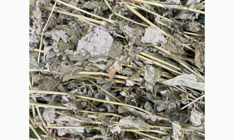 Гравілат - фото № 1