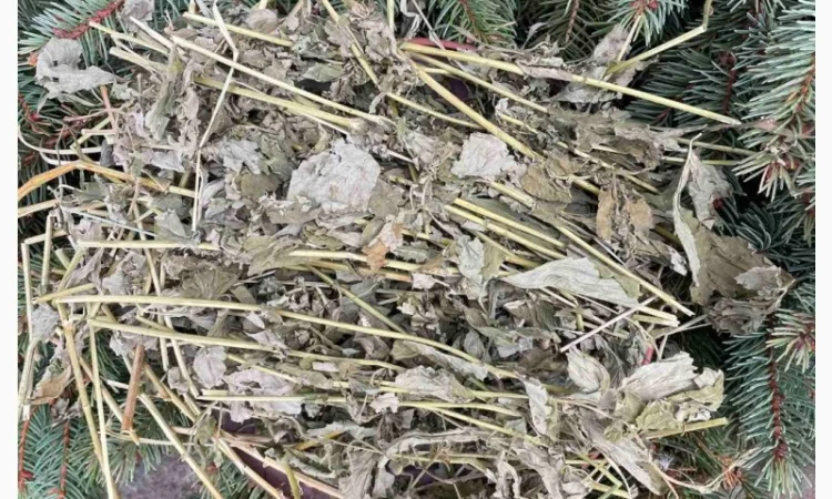 Гравілат - фото № 3