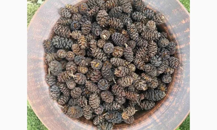 Шишки вільхи - фото № 1