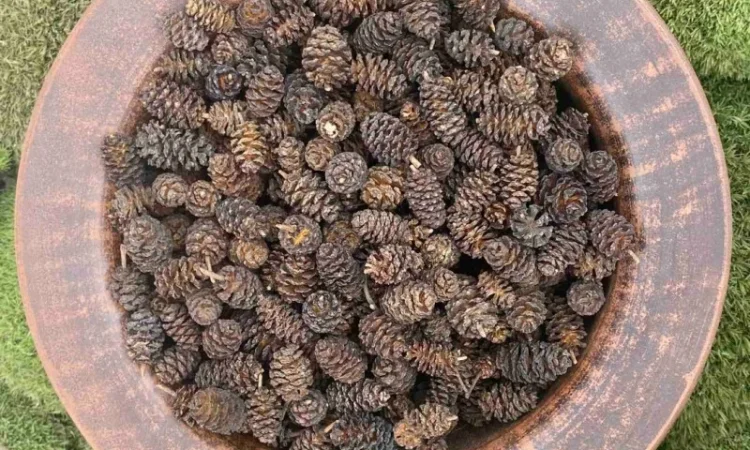 Шишки вільхи - фото № 2