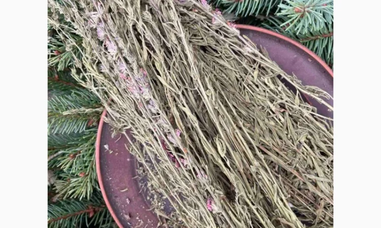 Гісоп сушений - фото № 1