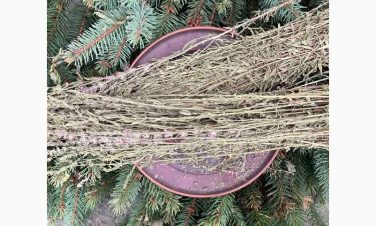 Гісоп сушений - фото № 2