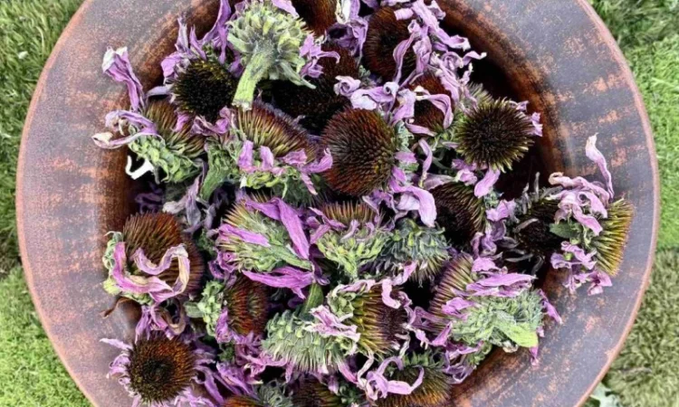 Ехінацея - фото № 1