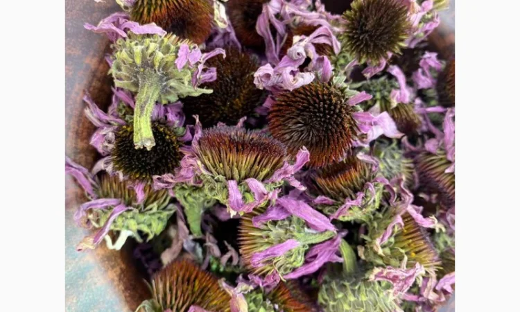 Ехінацея - фото № 2