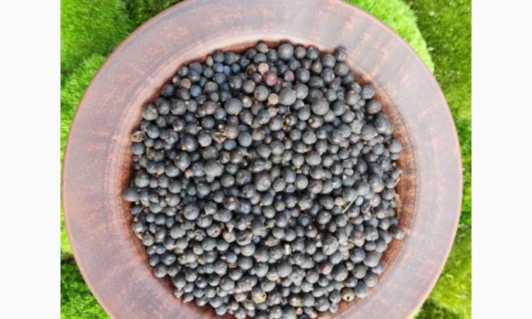 Ялівець ягода - фото № 1