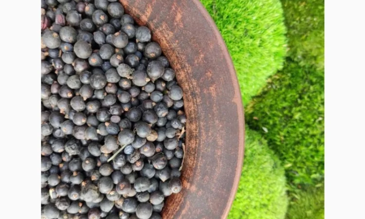 Ялівець ягода - фото № 2