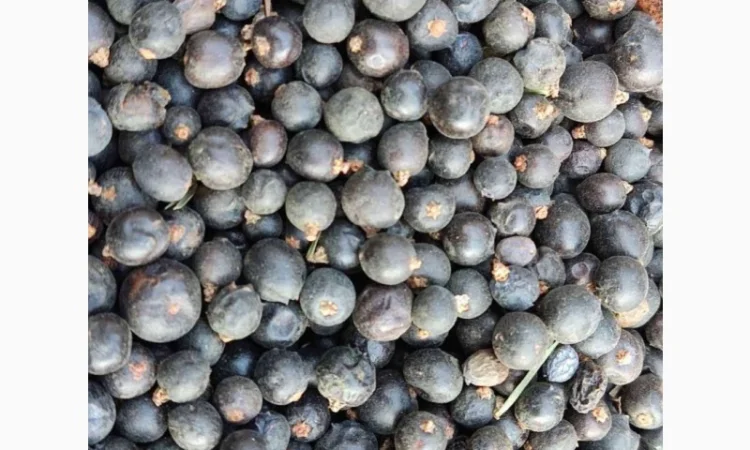 Ялівець ягода - фото № 3