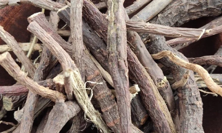 Солодка корінь - фото № 1