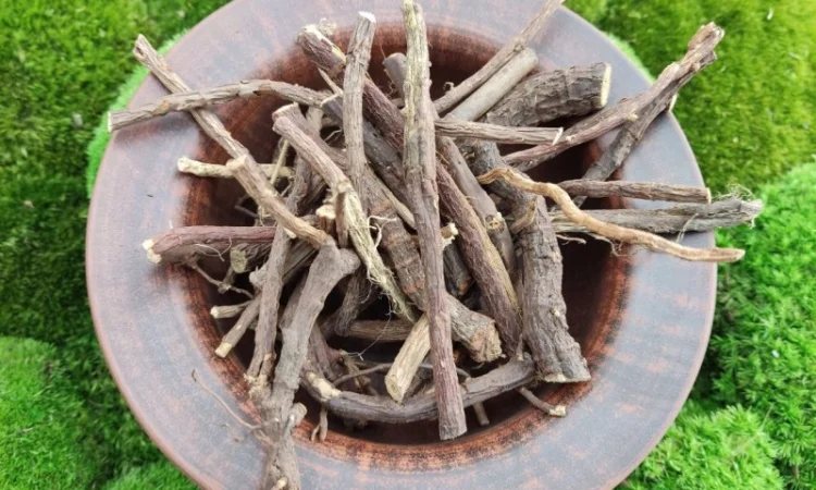 Солодка корінь - фото № 2