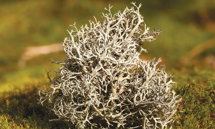 Продам Ісландський Мох - фото № 1