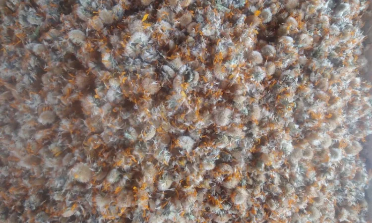 Арніка гірська (Arnica montana) - фото № 1