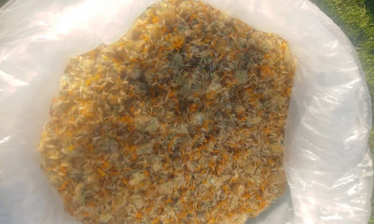 Арніка гірська (Arnica montana) - фото № 2