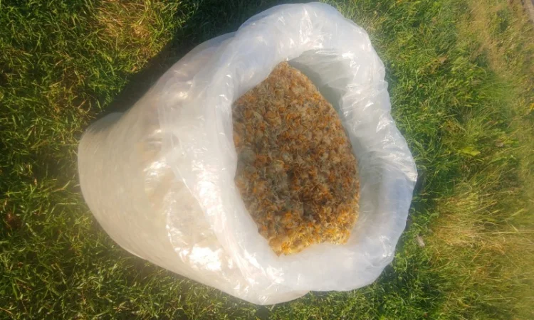 Арніка гірська (Arnica montana) - фото № 3