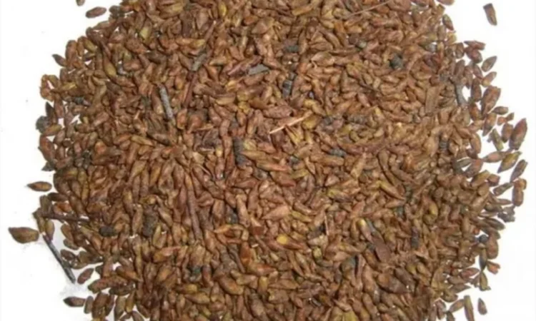 Куплю соснову та березову бруньки - фото № 1