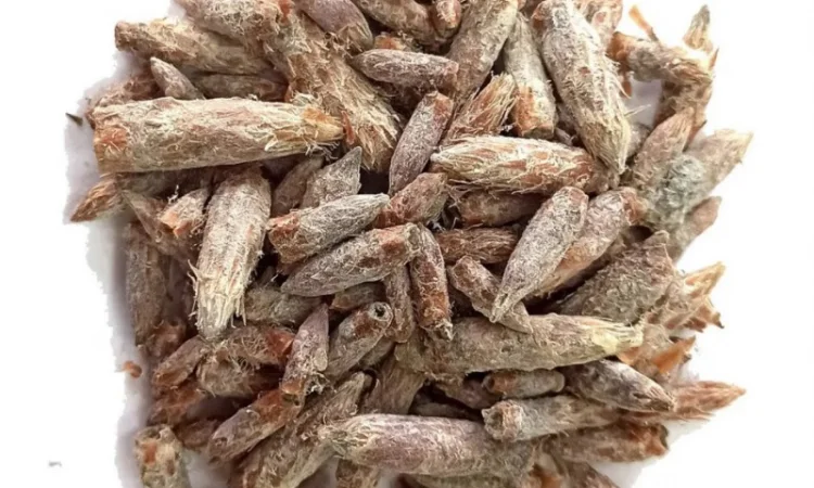 Куплю соснову та березову бруньки - фото № 2