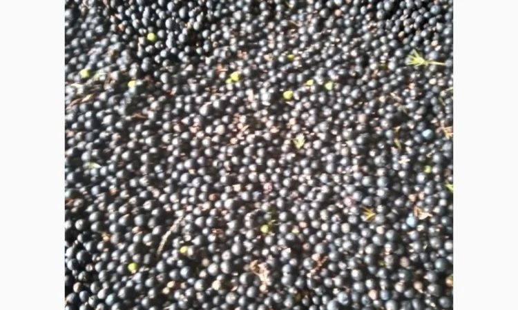 Ялівець ягоди можжевельник - фото № 1