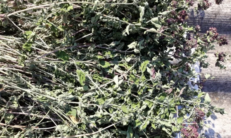 Материнка – лікарська трава для покращення апетиту - фото № 1