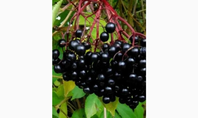 Купим сухую ягоду бузины - фото № 1