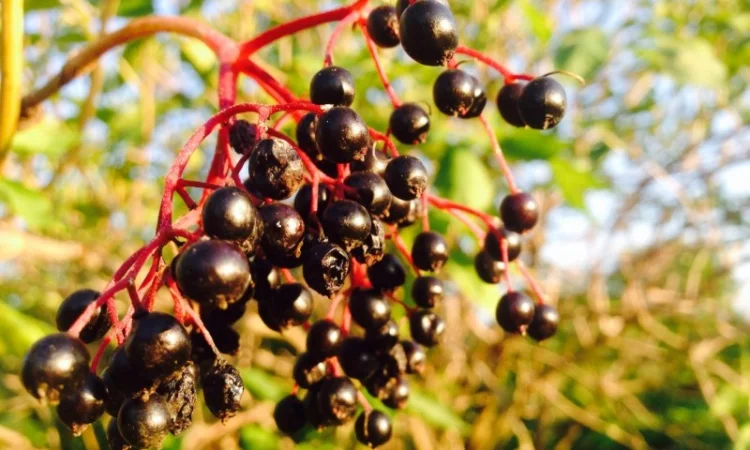 Купим сушеную бузину, рябину, терен, шиповник, боярышник с самовывозом - фото № 1