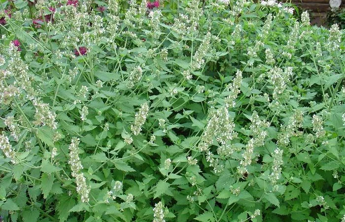 Куплю котовник траву - фото № 1