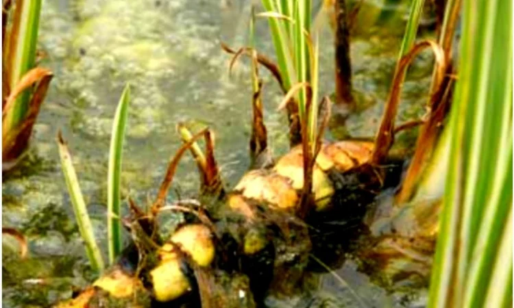 Екстракт аїру - фото № 1