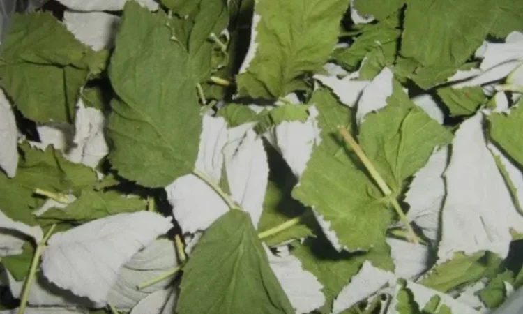 Куплю лист малини лісової - фото № 1