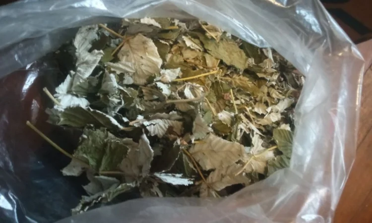 Лікарскі Рослини - фото № 14