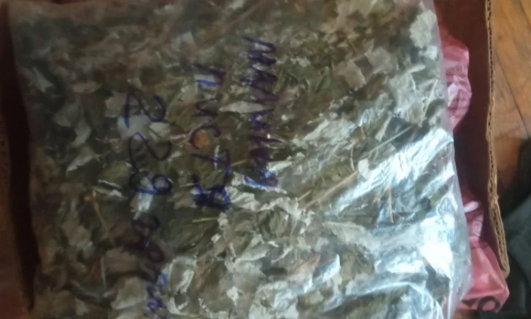 Лікарскі Рослини - фото № 15