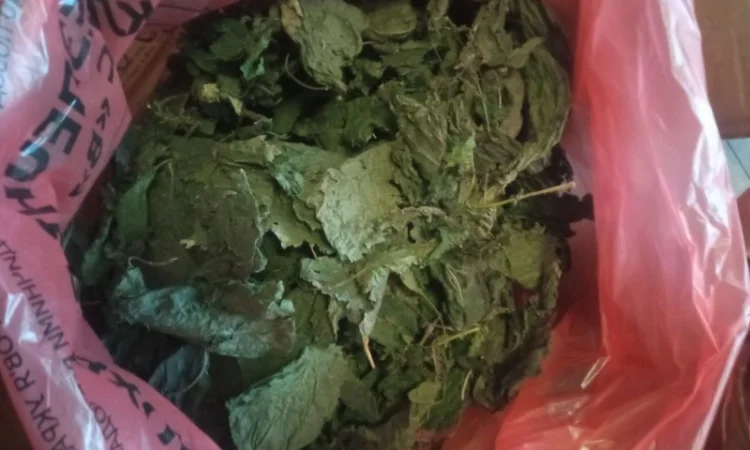 Лікарскі Рослини - фото № 18