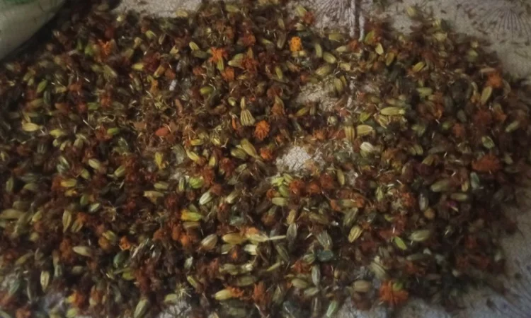 Лікарскі Рослини - фото № 20