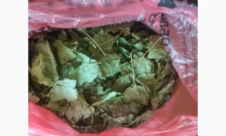 Лікарскі Рослини - фото № 4