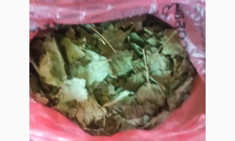 Лікарскі Рослини - фото № 5