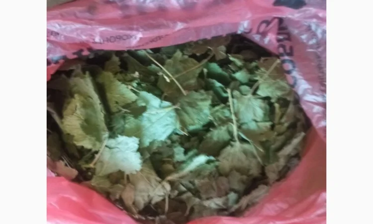 Лікарскі Рослини - фото № 6