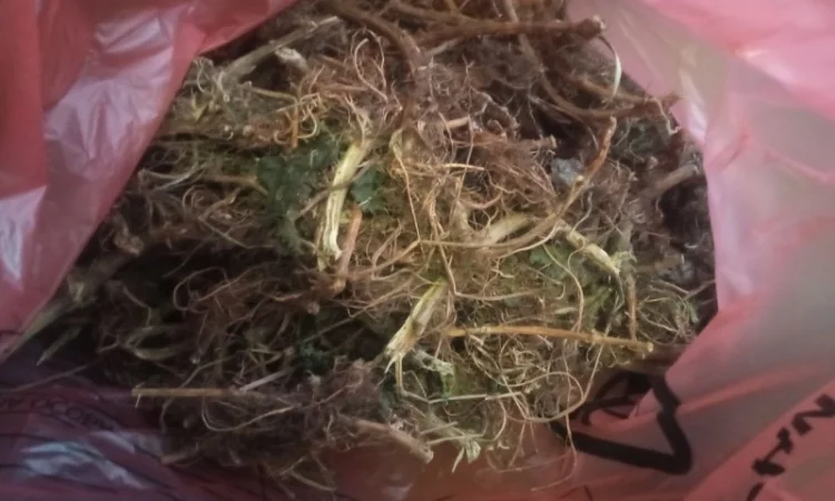 Лікарскі Рослини - фото № 7