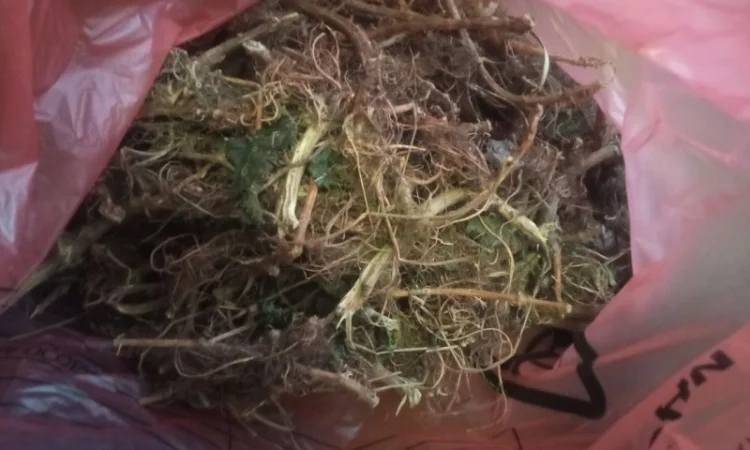 Лікарскі Рослини - фото № 8