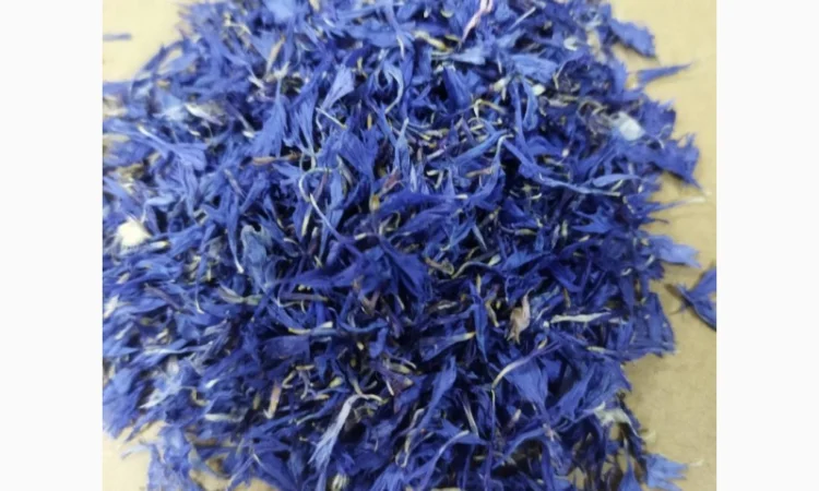 Волошка пелюстка - фото № 1