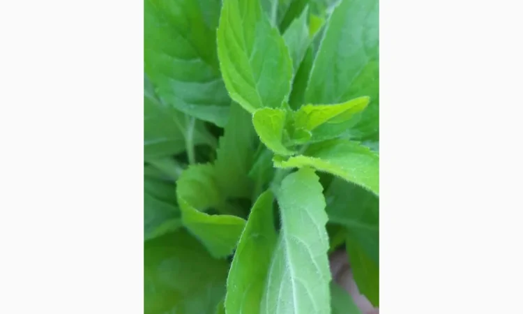 Продается ароматная мята - фото № 1