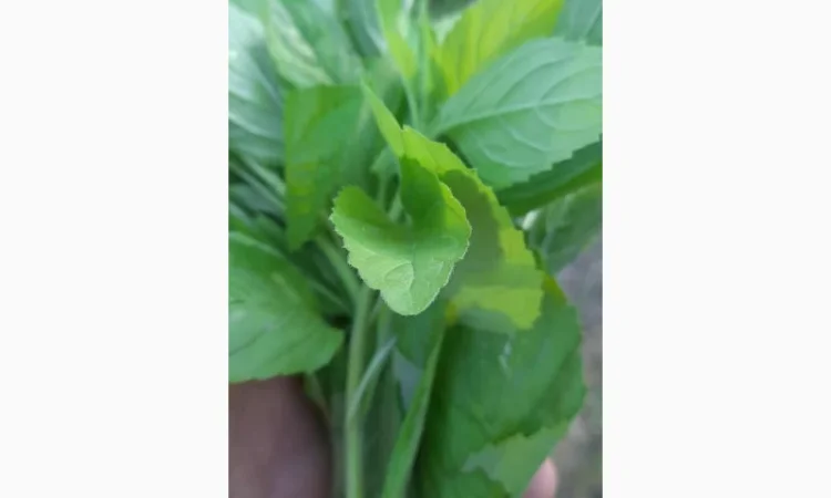 Продается ароматная мята - фото № 2