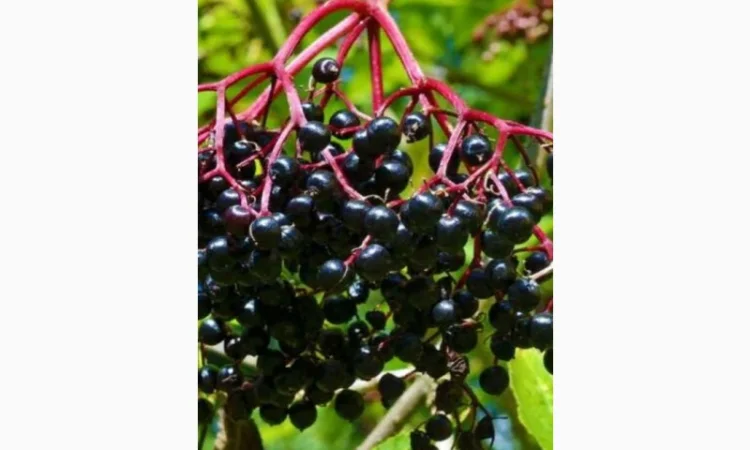 Купим сушеную ягоду бузины оптом - фото № 1